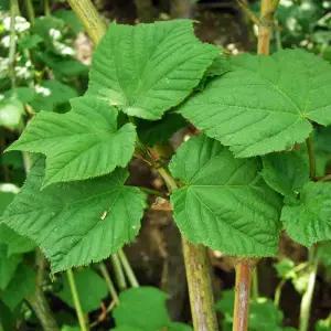 벌나무 묘목(산청목) 실생4년 특묘 뿌리5개