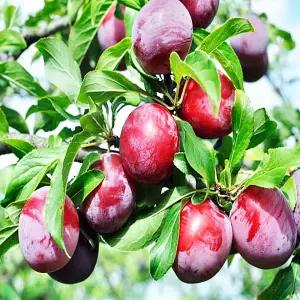 추희자두 자두나무 접목1년생 묘목 과실수