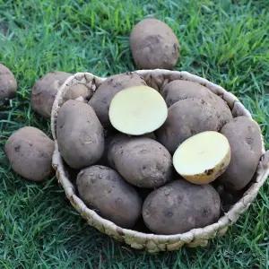 제주 대지마 감자 3kg 37-60개 중 20 26년 햇감자 제주 감자 한박스 구좌감자 분감자 쪄먹는감자 흙감자