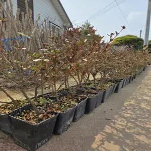 (경기농원)대왕철쭉나무묘목 포트묘 울타리나무