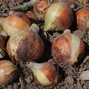 경북 의성 만생종 저장 양파 실중량 5KG/10KG 골라담기