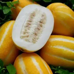 [아리팜스] 성주 꿀 참외 가정용 2.5kg 중과 (7~10과)