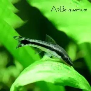 에이투비오토싱 이끼청소 열대어 2~2.5cm 전후 5마리 1세트