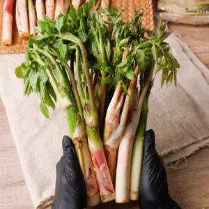 남해 땅두릅 500g 1kg