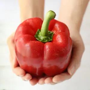 익산 산지 싱싱 아삭 국내산 파프리카 가정용 2kg(9~13개내외)