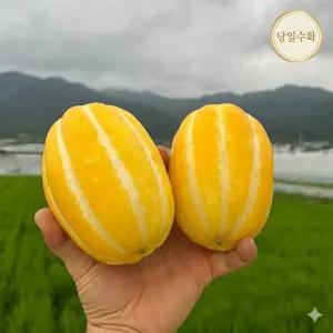 [진짜과일]성주참외 당도선별 꿀참외 당일수확
