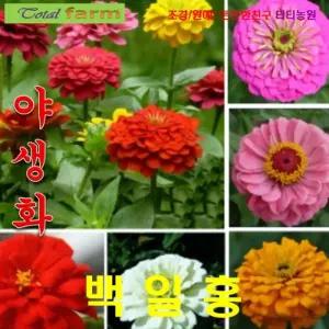 씨앗나라 백일홍- 엘레강스 혼합색상 10립꽃 씨앗 키우기 정원가꾸기 만들기 식물키우기 실내 모종 심기 종