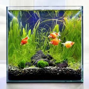 그로비타 무환수 자동청소 어항 수초 구피 물고기 키우기 30큐브 세트 원스팜