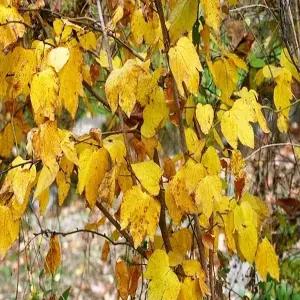 [나무생각]착한가격 나무생각 / 생강나무 / 1.2m