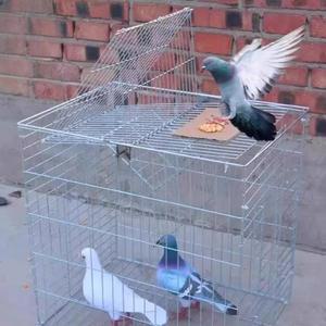 비둘기 자동문 비둘기집 조류케 닭장 회전식 40X30X60CM