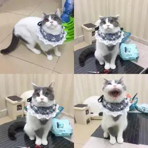 반려묘 반려견 전용옷 고양이옷 얄팍한 법투 환기 유묘 봄가을 여름냉감잠옷 그리드