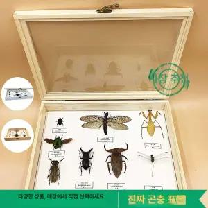 곤충 표본 채집 박제 과학 교구 프레임 사슴벌레