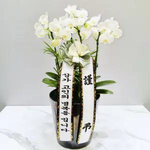 장례식장 근조 서양란(화이트)MTFB101