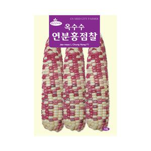 연분홍점찰 옥수수씨앗 70립 찰옥수수 텃밭채소