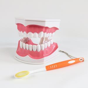 치아모형, 발치형  치과놀이 병원놀이 치아구조 교구 ,덴티폼 치카치카 양치놀이 교보재