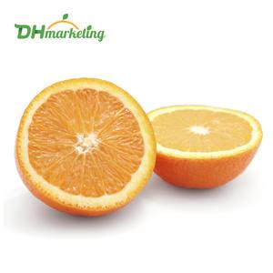 네이블 오렌지 특대과 대과 중과 중소과 12입