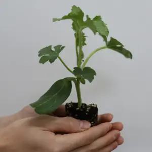 흑피 애플 수박 모종 5주 미니수박 베란다 미니텃밭 옥상재배 가정원예용