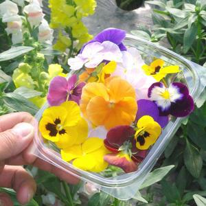 국산 생화 [ 식용꽃 30송이] 꽃 비빔밥 샐러드 화전놀이