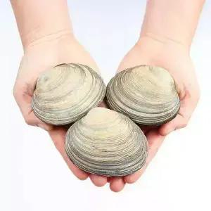 숨비해물 거제도 해녀 자연산 대합(개조개)1kg(중/10~13미내외)