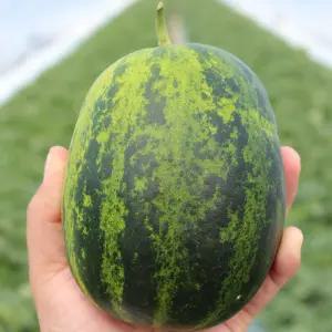 성산 파파야메론 양구멜론 설향 고당도 5kg 10kg