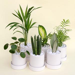 실내공기정화식물 화분세트 히메 몬스테라 테이블아레카홍콩야자 여인초극락조 스투키 식물키우기