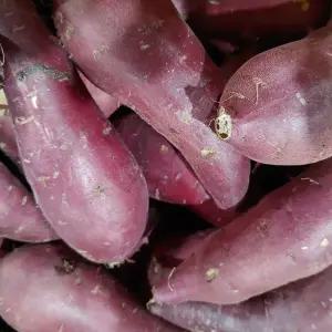 황금열매 국내산 프리미엄 맛있는 꿀 고구마 밤고구마 대 (튀김용)10kg