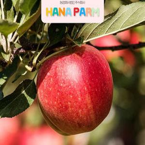 꿀맛 부사  밀양 얼음골 10kg 24-30과 중대과 로얄사이즈