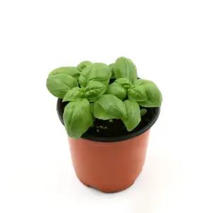 갑조네 바질 소품