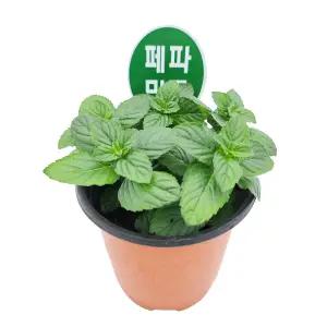 꽃집아가씨 미니화분 페퍼민트 허브 3개 묶음판매 10cm모종