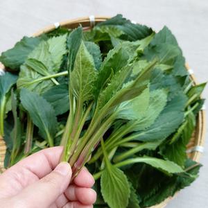 울릉도나물 쑥부쟁이 부지갱이 부지깽이나물 1kg