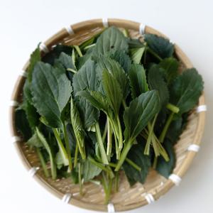 울릉도나물 쑥부쟁이 부지갱이 부지깽이나물 2kg