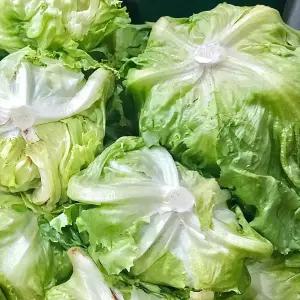 국내산 양상추 6통(1박스) 개별포장 아삭아삭 샐러드 야채 샌드위치 재료