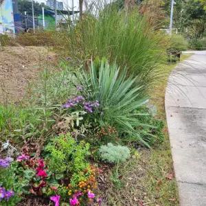 실유카 7치포트 유카나무 묘목 대품 이국적 조경정원수 노지월동 척박지 내건성 나무 (목하원예조경)