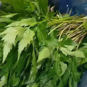 국내산 당귀잎 1kg 내외 쌈당귀