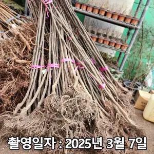 무화과나무 / 승정도후인 / 삽목2년 / 1등묘