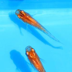 오렌지 메다카(5마리)건강한 생물 안전한 포장 사착 보상