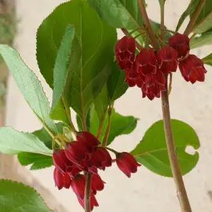 [같이가치농원]베니사라사 단풍 철쭉나무 H100cm내외 화분 묘목 방울철쭉 개화주 지역별 노지월동