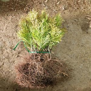 에메랄드그린 / 삽목2년 / 1등묘