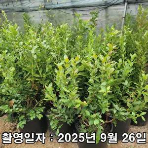 나무생각 / 블루베리 / 듀크 / 5~6년생 / 결실주