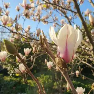 [목하원예조경]신품종 목련나무 여명일출 접목1년생 묘목 봄꽃 정원 조경수 희귀 목련 노지월동 꽃나무