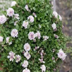 어린모종-쿠라피아 6cm  포트묘 10개  GS007