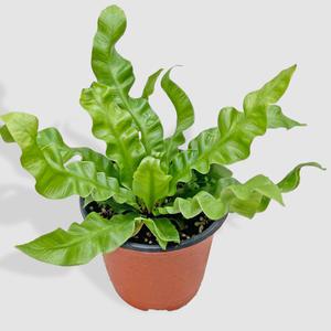 마이플랜트 코브라 아비스 소형 실내화초 공기정화 인테리어 반려식물