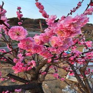 겹매화나무묘목 접목1년생