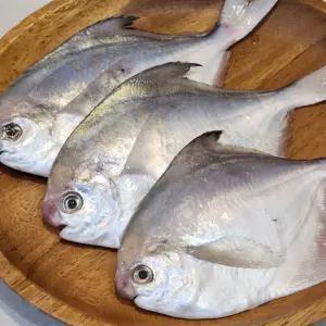 횟감용 생물 병어 1kg 5~9미 횟감 병어 횟감 병치 병어 회 덕자 병어 참병어 제사생선 제사상생선