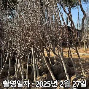 체리나무 / 스키나 / 4년생 / 결실주