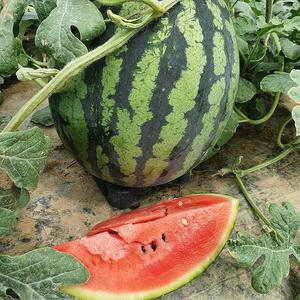 고령 함안 꿀 수박 6kg 봄수박 고창수박 고령 수박 한통 함안 수박 맛있는수박 고당도