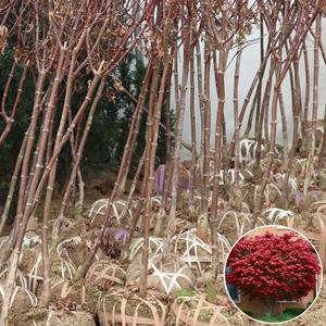 사계홍단풍나무 묘목 블러드굿 3년생 R2 공원수 정원조경 가로수 독립수 관상수