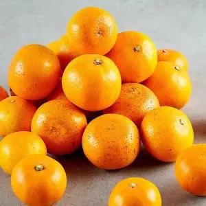 제주 무농약 못난이 천혜향 5kg