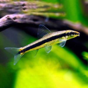 [힘찬열대어] 시아미즈 알지이터 5마리