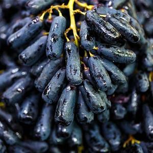 [자연맛남] 고당도 블랙사파이어 포도 가지포도 2kg